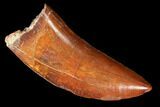 Carcharodontosaurus Tooth - Gorgeous Enamel & Serrations #99288-1